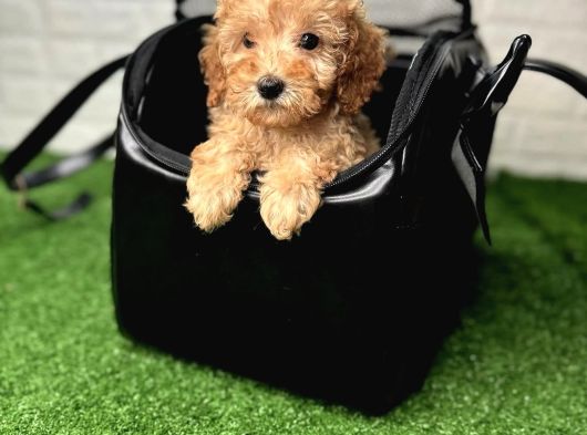 Irk Garanti̇li̇ Baby Face Malti̇poo Yavrulari görsel