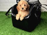 Irk Garanti̇li̇ Baby Face Malti̇poo Yavrulari
