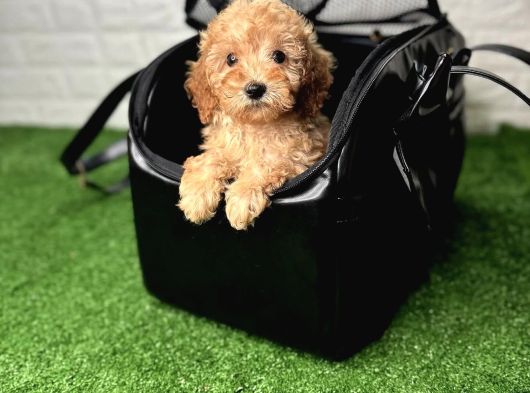 Irk Garanti̇li̇ Baby Face Malti̇poo Yavrulari görsel