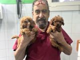 HEKİM ONAYLI MALTİPOO YAVRULARI