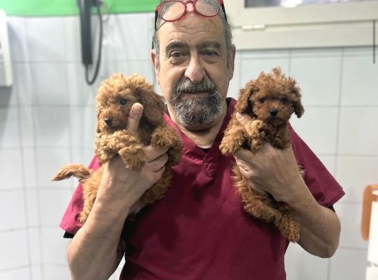 Heki̇m Onayli Malti̇poo Yavrulari