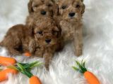 MALTİPOO YAVRULARIMIZ YENİ YUVALARINI BEKLİYOR