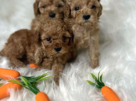 Malti̇poo Yavrularimiz Yeni̇ Yuvalarini Bekli̇yor