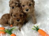 Malti̇poo Yavrularimiz Yeni̇ Yuvalarini Bekli̇yor