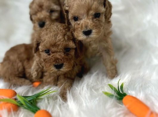 Malti̇poo Yavrularimiz Yeni̇ Yuvalarini Bekli̇yor görsel