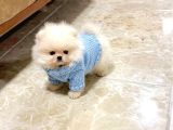 Oyuncak Gi̇bi̇ Mi̇ni̇ Boy Bebekler