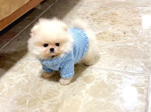 Oyuncak Gi̇bi̇ Mi̇ni̇ Boy Bebekler görsel