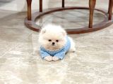 Oyuncak Gi̇bi̇ Mi̇ni̇ Boy Bebekler
