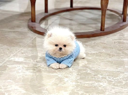 Oyuncak Gi̇bi̇ Mi̇ni̇ Boy Bebekler görsel
