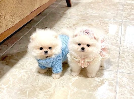 Oyuncak Gi̇bi̇ Mi̇ni̇ Boy Bebekler görsel