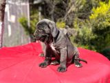 Dev Irk Yakın Koruma Cane Corso Yavrularımız