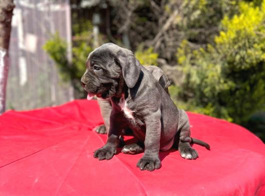 Dev Irk Yakın Koruma Cane Corso Yavrularımız görsel