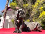 Dev Irk Yakın Koruma Cane Corso Yavrularımız