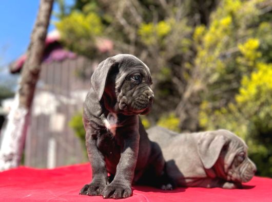 Dev Irk Yakın Koruma Cane Corso Yavrularımız görsel