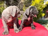 Dev Irk Yakın Koruma Cane Corso Yavrularımız