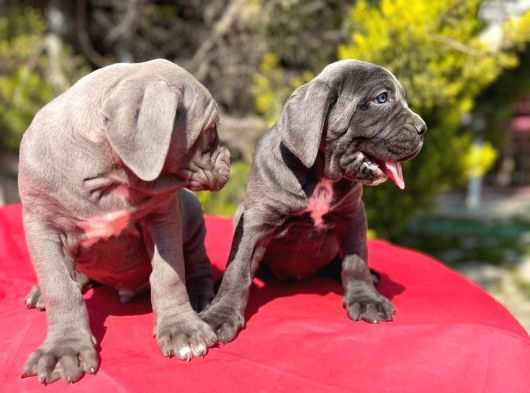 Dev Irk Yakın Koruma Cane Corso Yavrularımız görsel