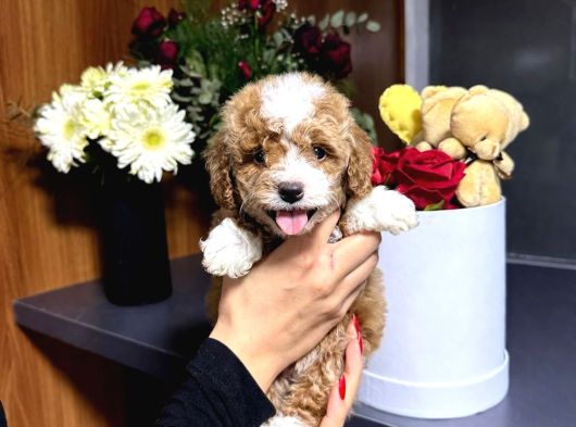 Tr De Tek Kısa Kuyruk Parti Toy Poodle Yavruları görsel