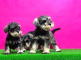 Minyatür Schnauzer Irk Garantili Resmi Üreticiden Yavrular