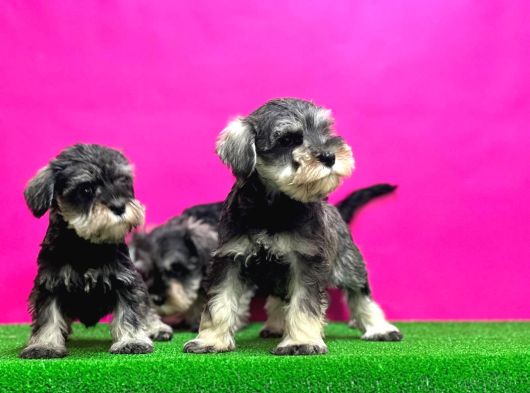 Minyatür Schnauzer Irk Garantili Resmi Üreticiden Yavrular görsel