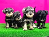 Minyatür Schnauzer Irk Garantili Resmi Üreticiden Yavrular