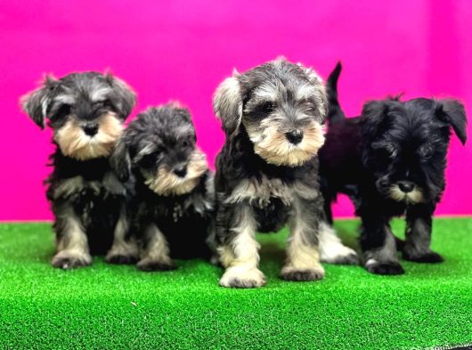 Minyatür Schnauzer Irk Garantili Resmi Üreticiden Yavrular görsel