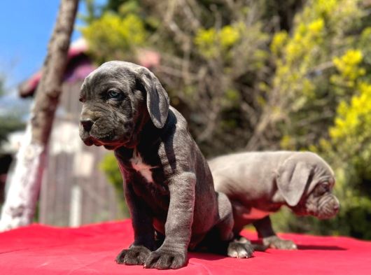 Dev Irk Yakın Koruma Cane Corso Yavrularımız görsel