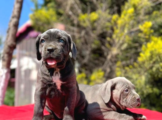 Dev Irk Yakın Koruma Cane Corso Yavrularımız görsel