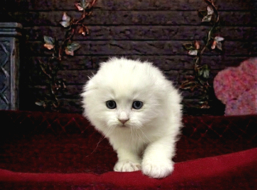 Kar Beyaz Scotti̇sh Fold Yavrularimiz görsel