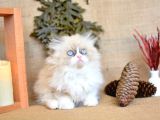 Safir Güzelliğinde Maskeli Ragdoll Yavrumuz