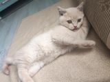 Cream Bri̇ti̇s Shorthai̇r