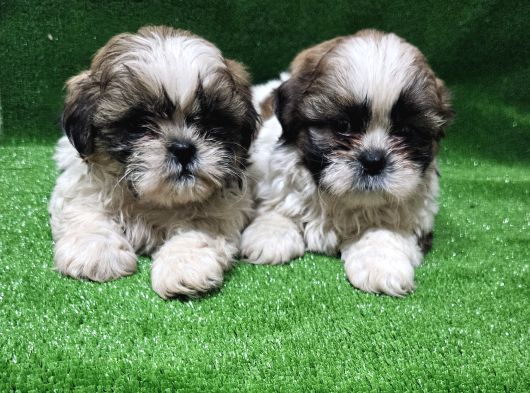 A Kalite Shihtzu  Yavrular görsel