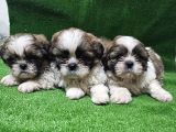 A Kalite Shihtzu  Yavrular