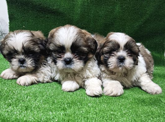 A Kalite Shihtzu  Yavrular görsel