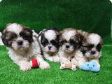 A kalite shihtzu  yavrular