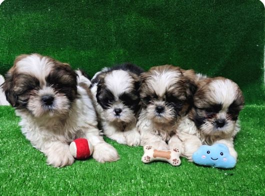 A Kalite Shihtzu  Yavrular