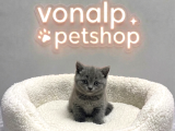 VONALP PET GARANTISIYLE EFSANE GÜZELLİKTE BRİTİSH SHORTHAİR