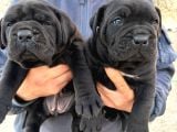 Irk Garantili Cane Corso Yavrular  Sağlıklı Ve Bakımlı