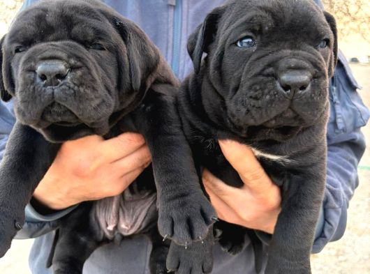 Irk Garantili Cane Corso Yavrular  Sağlıklı Ve Bakımlı görsel