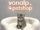 VONALP PET GARANTISIYLE EFSANE GÜZELLİKTE BRİTİSH SHORTHAİR