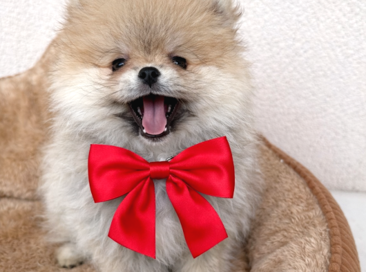 Pomerian Boo Ayı Surat Dişi görsel