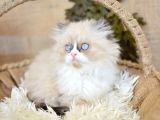 Safir Güzelliğinde Maskeli Ragdoll Yavrumuz
