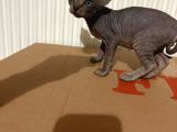 Tek Renk Kanada Sphynx