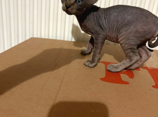 Tek Renk Kanada Sphynx görsel