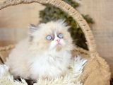 Safir Güzelliğinde Maskeli Ragdoll Yavrumuz