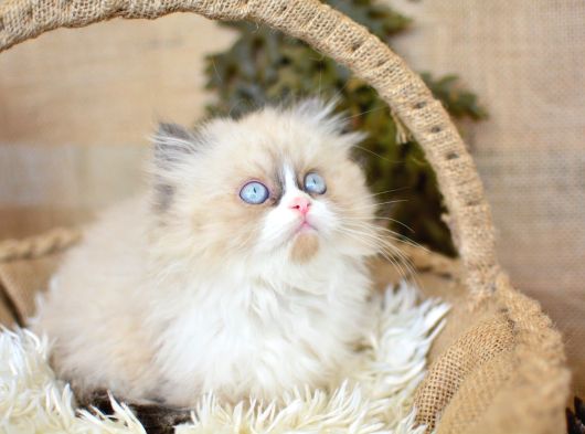 Safir Güzelliğinde Maskeli Ragdoll Yavrumuz görsel