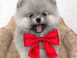Pomerian Boo Ayı Surat Dişi