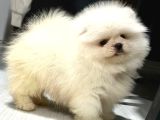 En Özel Pomeranian Yavrular Safkan