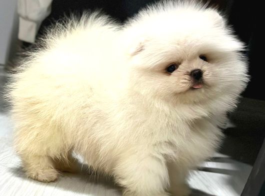 En Özel Pomeranian Yavrular Safkan görsel