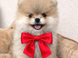 Pomerian boo Ayı surat dişi