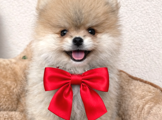Pomerian Boo Ayı Surat Dişi